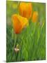 California Poppy Reserve, Lancaster, California, USA-John Alves-Mounted Photographic Print