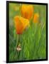 California Poppy Reserve, Lancaster, California, USA-John Alves-Framed Photographic Print