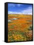 California Poppy Reserve, Lancaster, California, USA-John Alves-Framed Stretched Canvas