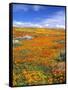 California Poppy Reserve, Lancaster, California, USA-John Alves-Framed Stretched Canvas