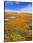 California Poppy Reserve, Lancaster, California, USA-John Alves-Stretched Canvas