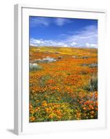 California Poppy Reserve, Lancaster, California, USA-John Alves-Framed Premium Photographic Print