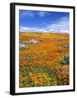 California Poppy Reserve, Lancaster, California, USA-John Alves-Framed Premium Photographic Print