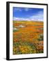 California Poppy Reserve, Lancaster, California, USA-John Alves-Framed Premium Photographic Print