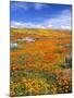 California Poppy Reserve, Lancaster, California, USA-John Alves-Mounted Premium Photographic Print