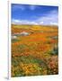 California Poppy Reserve, Lancaster, California, USA-John Alves-Framed Photographic Print