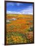 California Poppy Reserve, Lancaster, California, USA-John Alves-Framed Photographic Print