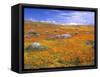 California Poppy Reserve, Lancaster, California, USA-John Alves-Framed Stretched Canvas