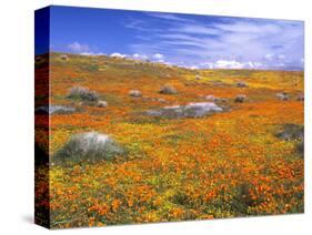 California Poppy Reserve, Lancaster, California, USA-John Alves-Stretched Canvas