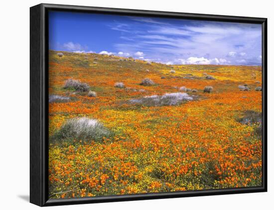 California Poppy Reserve, Lancaster, California, USA-John Alves-Framed Photographic Print