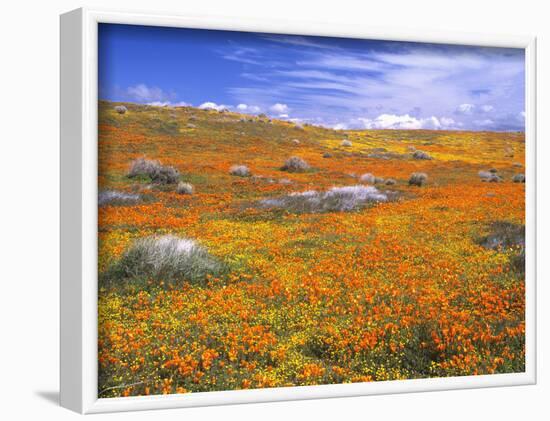 California Poppy Reserve, Lancaster, California, USA-John Alves-Framed Photographic Print