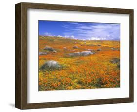 California Poppy Reserve, Lancaster, California, USA-John Alves-Framed Photographic Print