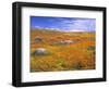 California Poppy Reserve, Lancaster, California, USA-John Alves-Framed Photographic Print