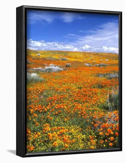 California Poppy Reserve, Lancaster, California, USA-John Alves-Framed Photographic Print