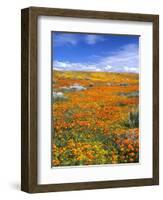 California Poppy Reserve, Lancaster, California, USA-John Alves-Framed Photographic Print