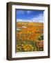 California Poppy Reserve, Lancaster, California, USA-John Alves-Framed Photographic Print