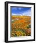 California Poppy Reserve, Lancaster, California, USA-John Alves-Framed Photographic Print