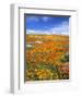 California Poppy Reserve, Lancaster, California, USA-John Alves-Framed Photographic Print