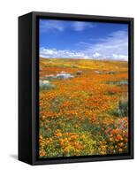 California Poppy Reserve, Lancaster, California, USA-John Alves-Framed Stretched Canvas