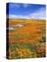 California Poppy Reserve, Lancaster, California, USA-John Alves-Stretched Canvas