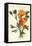 California Poppy, San Francisco-null-Framed Stretched Canvas