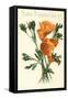 California Poppy, San Francisco-null-Framed Stretched Canvas