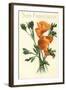 California Poppy, San Francisco-null-Framed Art Print