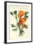 California Poppy, San Francisco-null-Framed Art Print