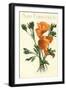 California Poppy, San Francisco-null-Framed Art Print