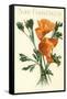 California Poppy, San Francisco-null-Framed Stretched Canvas