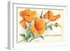 California Poppy, Santa Barbara, California-null-Framed Art Print