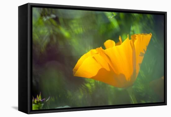 California Poppy, Southern California-Rob Sheppard-Framed Stretched Canvas