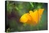 California Poppy, Southern California-Rob Sheppard-Stretched Canvas