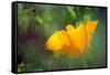 California Poppy, Southern California-Rob Sheppard-Framed Stretched Canvas