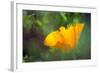 California Poppy, Southern California-Rob Sheppard-Framed Photographic Print