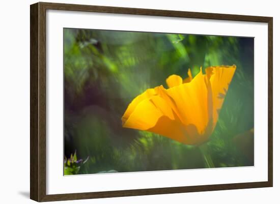 California Poppy, Southern California-Rob Sheppard-Framed Photographic Print