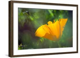 California Poppy, Southern California-Rob Sheppard-Framed Photographic Print