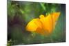 California Poppy, Southern California-Rob Sheppard-Mounted Photographic Print