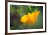 California Poppy, Southern California-Rob Sheppard-Framed Photographic Print