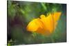 California Poppy, Southern California-Rob Sheppard-Stretched Canvas