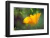 California Poppy, Southern California-Rob Sheppard-Framed Photographic Print