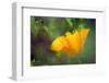 California Poppy, Southern California-Rob Sheppard-Framed Photographic Print