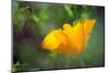 California Poppy, Southern California-Rob Sheppard-Mounted Photographic Print