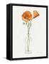 California Poppy Vase II-Grace Popp-Framed Stretched Canvas