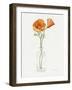 California Poppy Vase II-Grace Popp-Framed Art Print