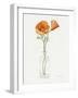 California Poppy Vase II-Grace Popp-Framed Art Print