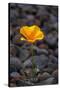 California. Poppy Wildflower and Rocks-Jaynes Gallery-Stretched Canvas