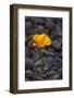 California. Poppy Wildflower and Rocks-Jaynes Gallery-Framed Photographic Print