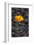 California. Poppy Wildflower and Rocks-Jaynes Gallery-Framed Photographic Print