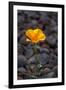 California. Poppy Wildflower and Rocks-Jaynes Gallery-Framed Photographic Print